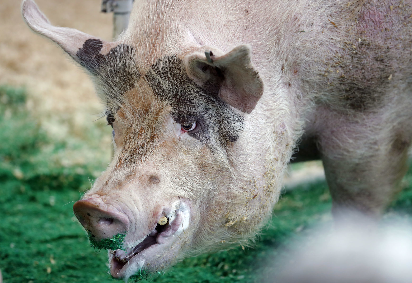 081018AP-Iowa-State-Fair-3